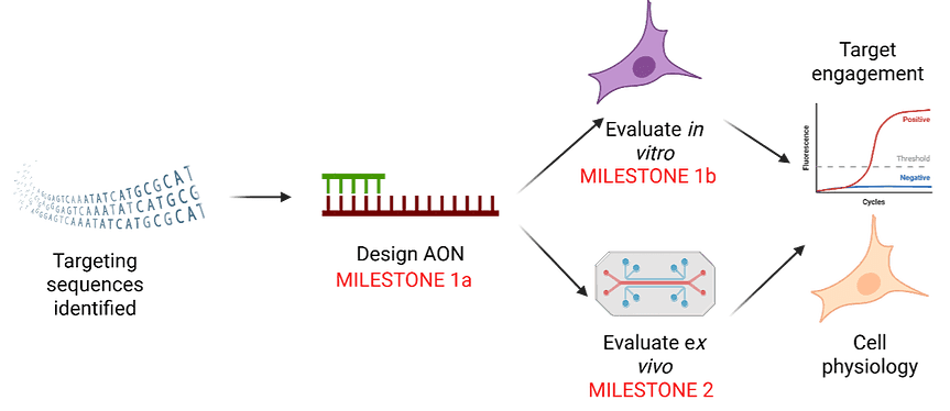 FOXO3 milestone diagram