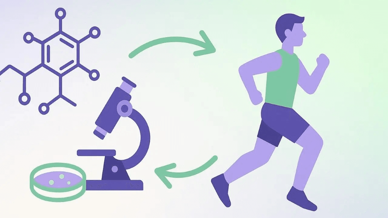 Rapamycin and exercise