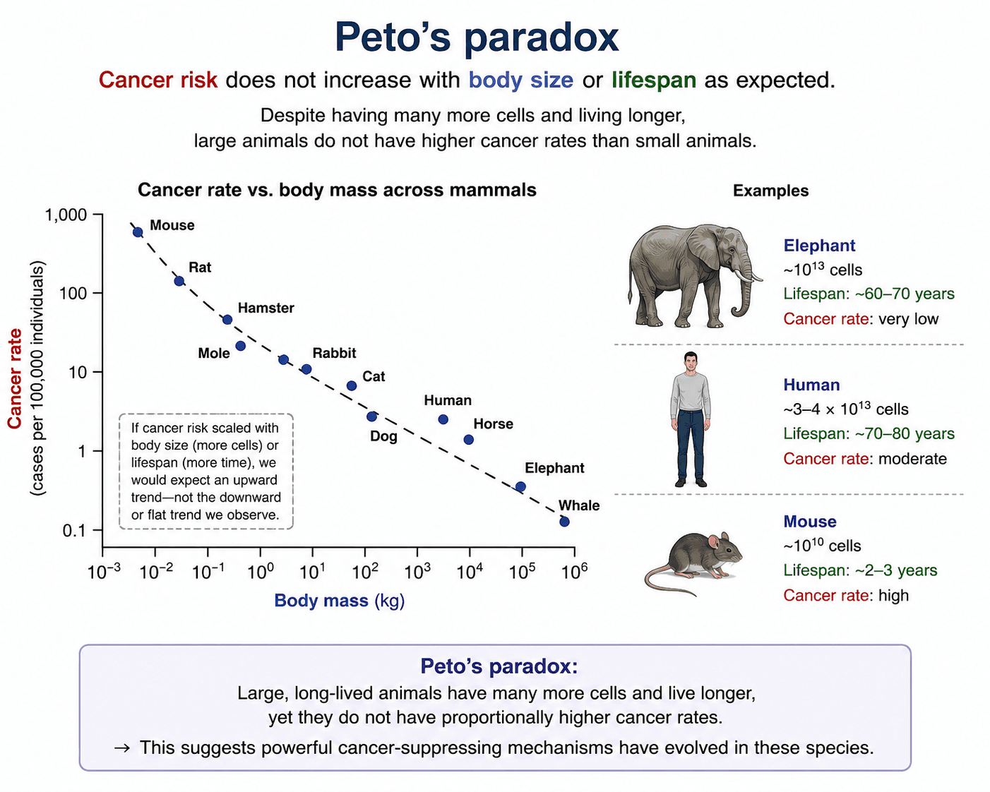 Cellular stress responses and Peto paradox figure
